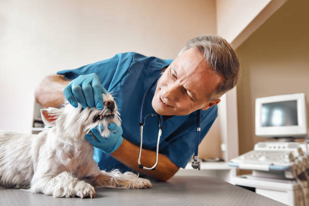 Best Walk-In Emergency Dental Services in Ketchikan, AK